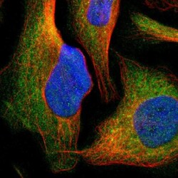 Cytochrome P450 26B1 Antibody, Novus Biologicals 25 &mu;L; Unlabeled:Antibodies,